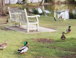 Say hello to our ducks at Woodlands Country Park