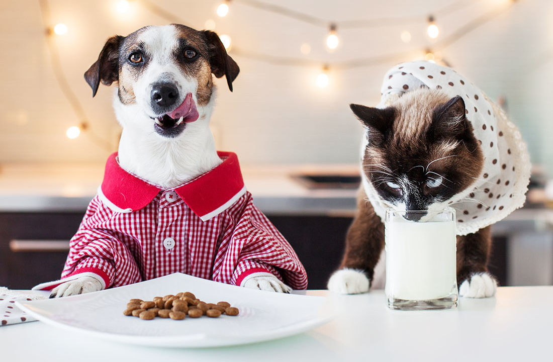 Dog and cat having dinner