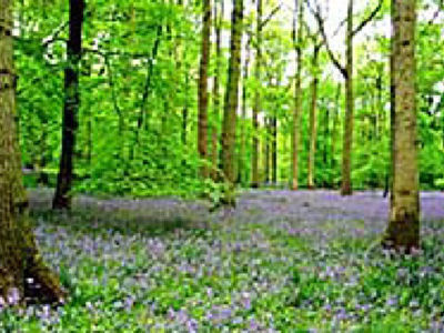 Picture of Bluebell Caravan Park, Northamptonshire