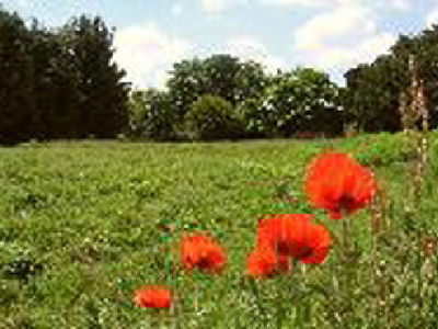 Picture of Flowerdown Park, Hampshire