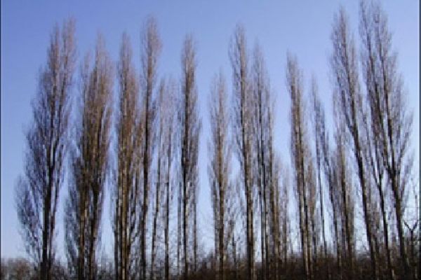 Picture of Silver Poplars Park, Staffordshire
