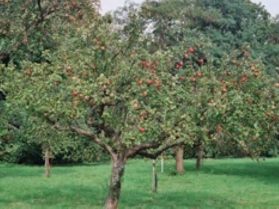 Picture of The Orchard, Hampshire