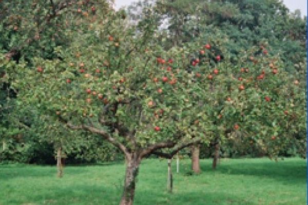 Picture of The Orchard, Hampshire