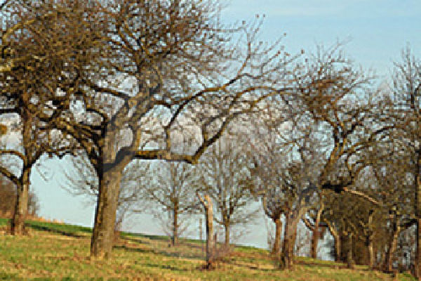 Picture of The Orchards, Gloucestershire