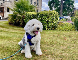 Pet friendly Wootton Hall